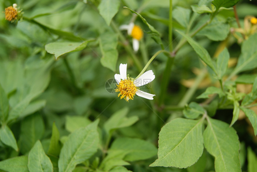 狂野菊花植物花朵图片