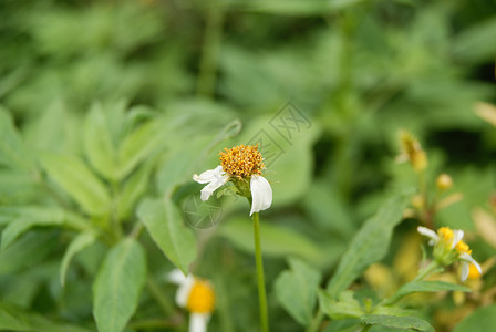 狂野菊花花朵植物背景图片