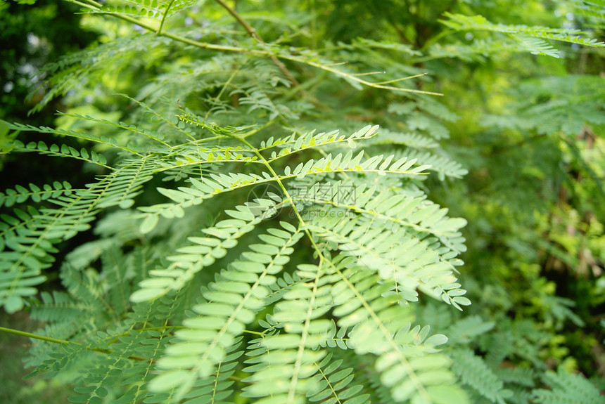 工厂的叶叶子风景树木树叶植物图片