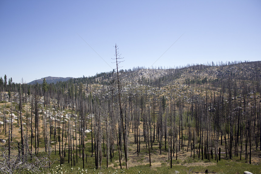 森林中燃烧的树木烧伤松树森林图片