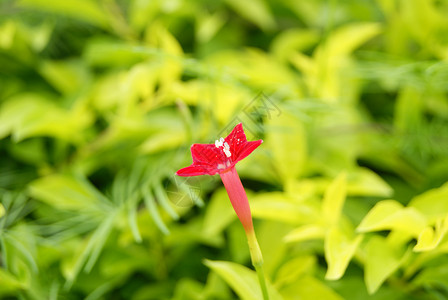 鲜花旅游风景植物背景图片