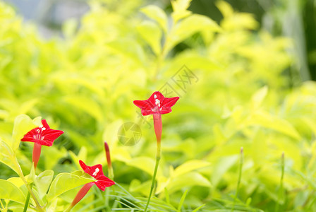 鲜花旅游风景植物背景图片