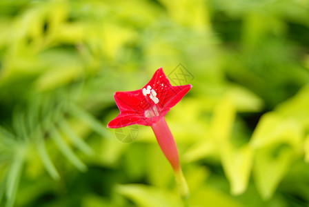 鲜花旅游植物风景背景图片