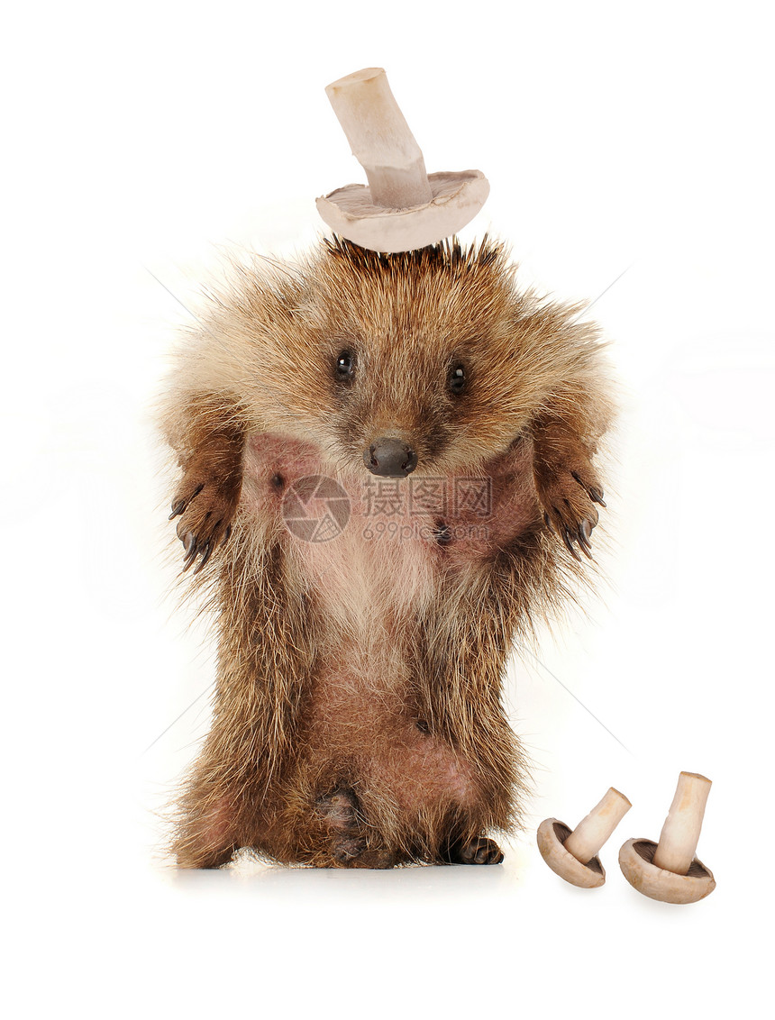 常住刺猪防御鼻子工作室刺猬艺术荒野多刺鹅毛笔动物哺乳动物图片