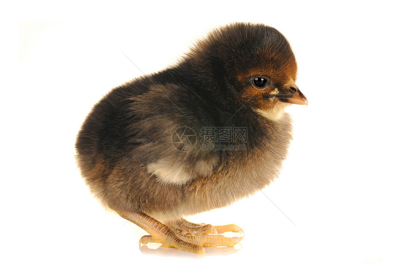 鸡小妞白色生活翅膀小鸡婴儿母鸡生物家禽毛皮羽毛图片