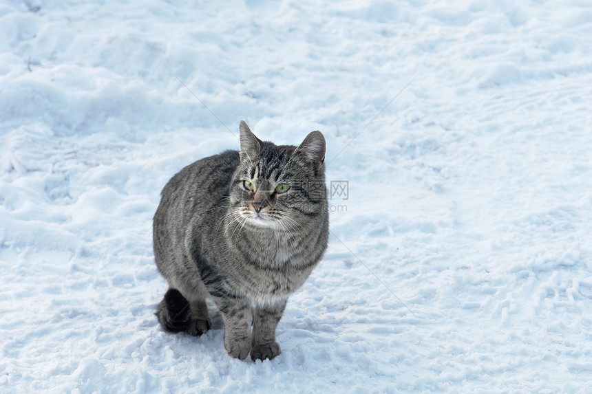 猫咪院子爪子灰色条纹日光耳朵宠物动物哺乳动物短发图片