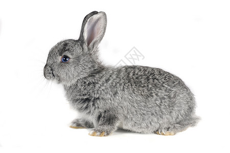 灰兔兔子柔软度脊椎动物白色水平哺乳动物宠物童年农业警觉背景图片