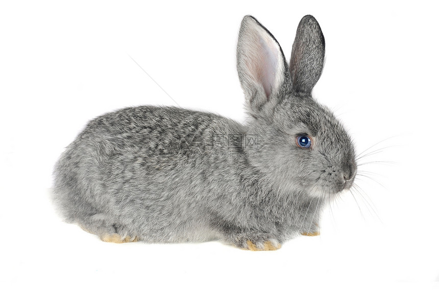 灰兔毛皮爪子头发柔软度宠物动物脊椎动物兔子警觉童年图片