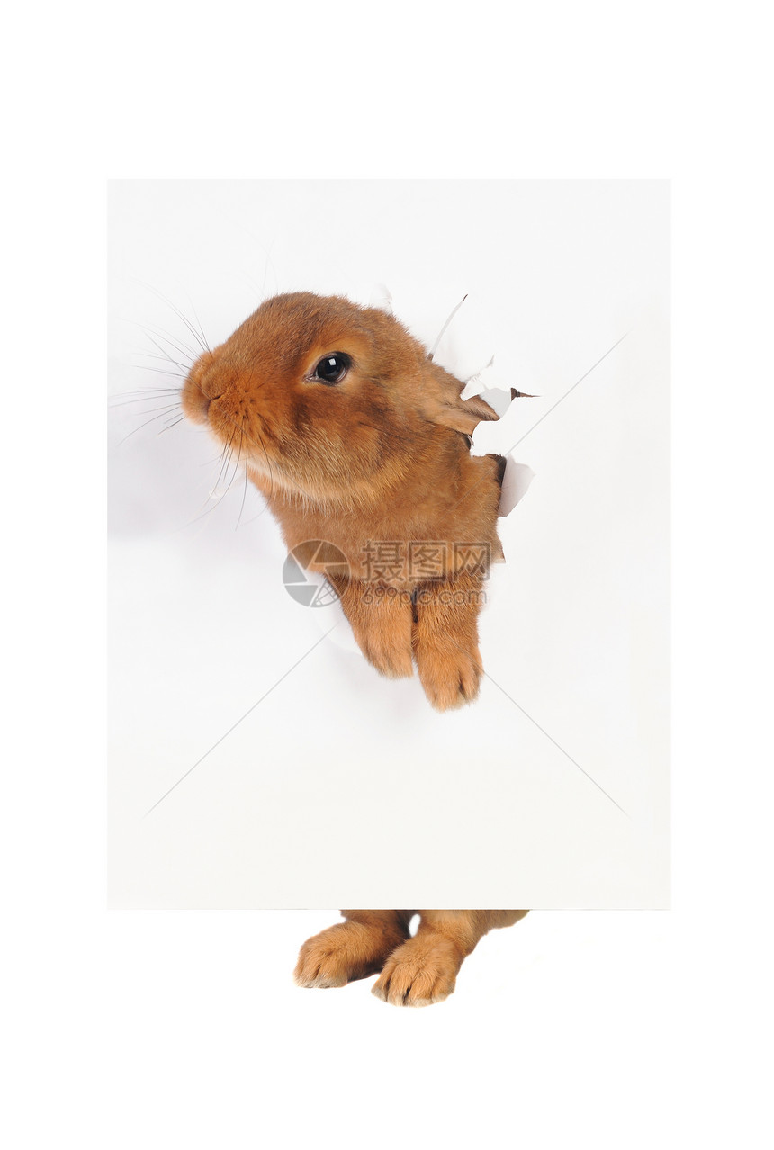 兔子兔宠物毛皮野兔棕色菜单乐趣白色胡须耳朵动物图片