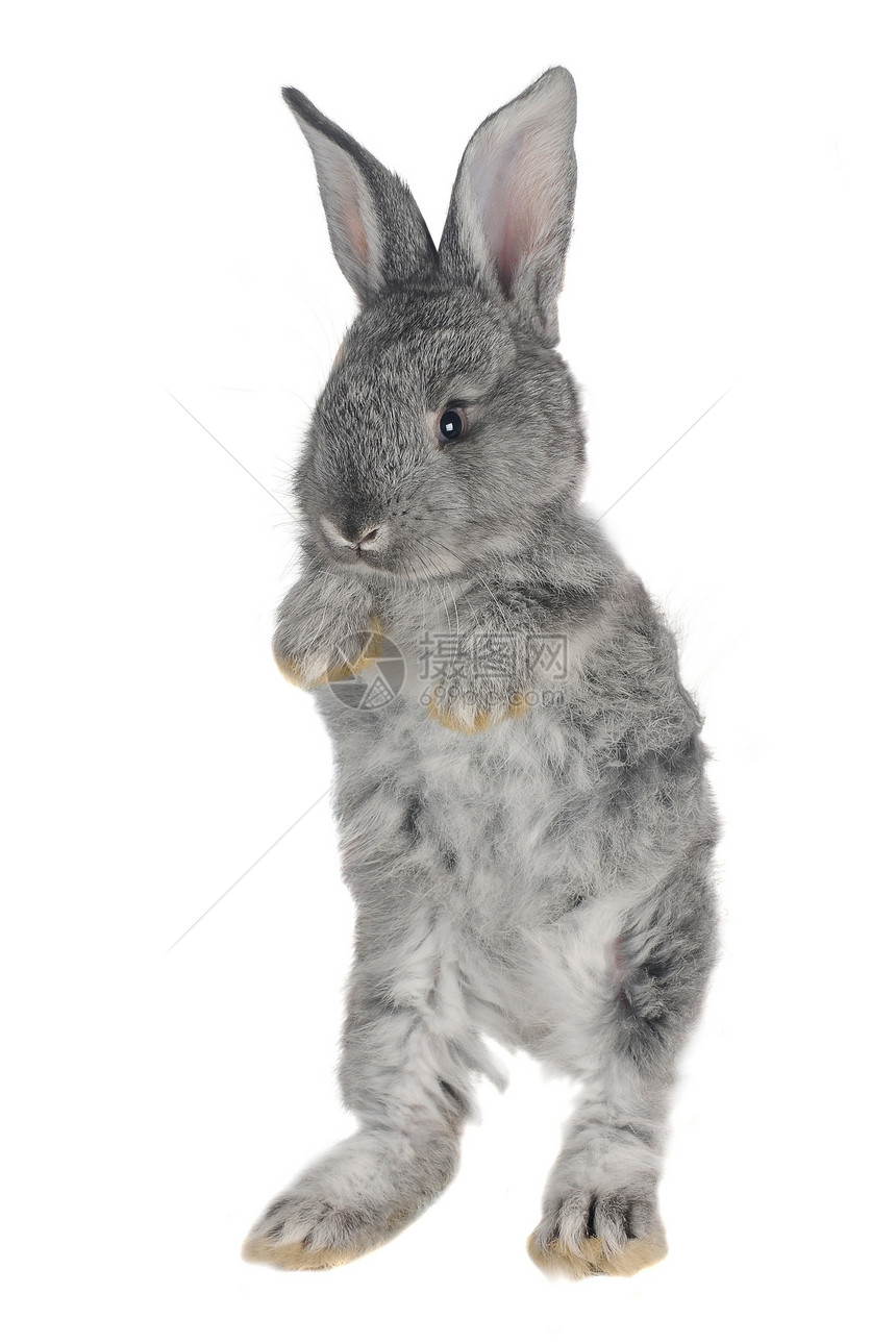 灰兔兔子柔软度灰色警觉水平脊椎动物动物白色宠物哺乳动物图片