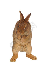 害怕的兔子兔子兔爪子灰色宠物脊椎动物水平农业白色童年毛皮头发背景