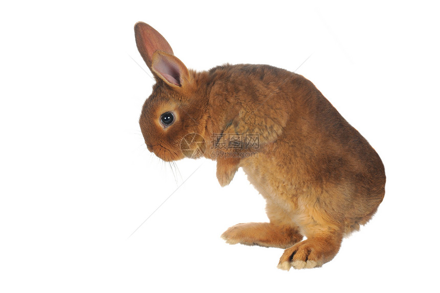 兔子兔农业警觉童年灰色哺乳动物毛皮动物宠物水平柔软度图片
