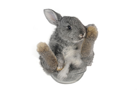 灰兔宠物玻璃柔软度毛皮脊椎动物哺乳动物蓝色兔子灰色头发背景图片
