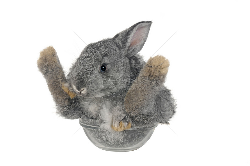 灰兔商品灰色兔子白色爪子动物哺乳动物警觉水平玻璃图片