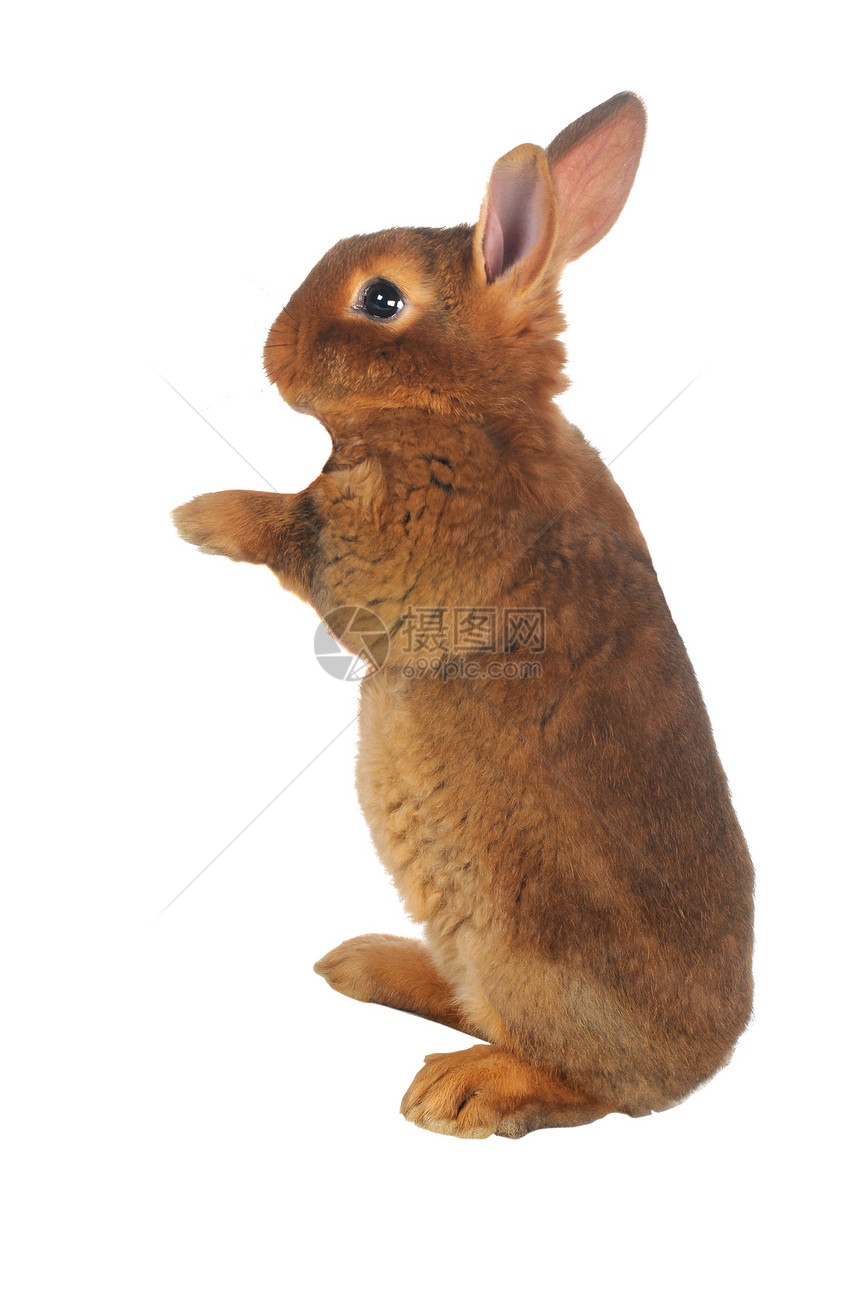 兔子兔脊椎动物警觉童年爪子柔软度水平农业动物宠物灰色图片