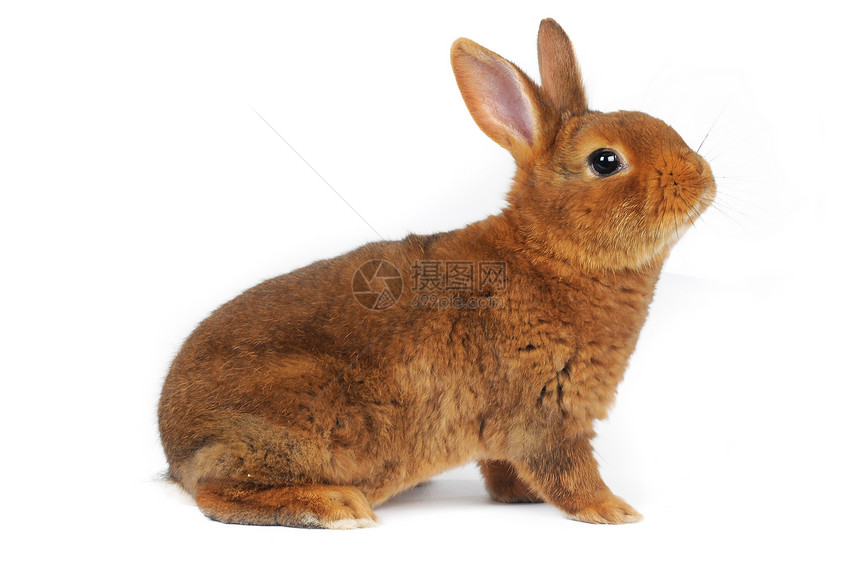 兔子兔动物宠物棕色工作室耳朵毛皮白色闲事图片