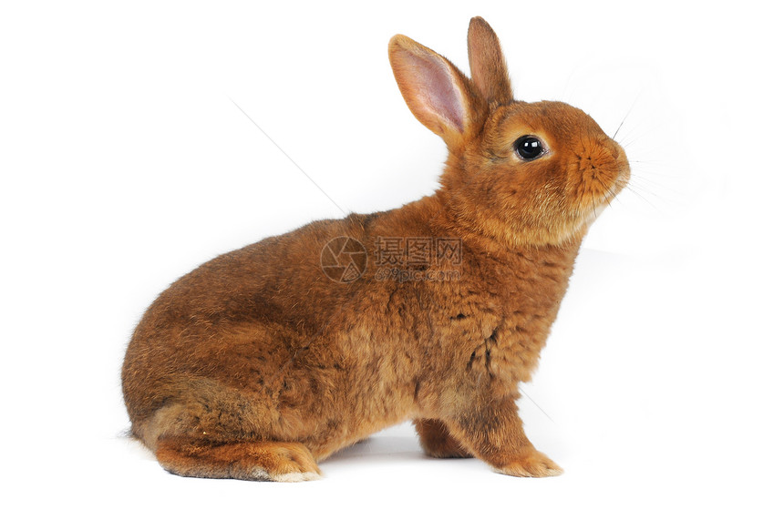 棕兔闲事动物宠物兔子耳朵毛皮棕色白色工作室图片