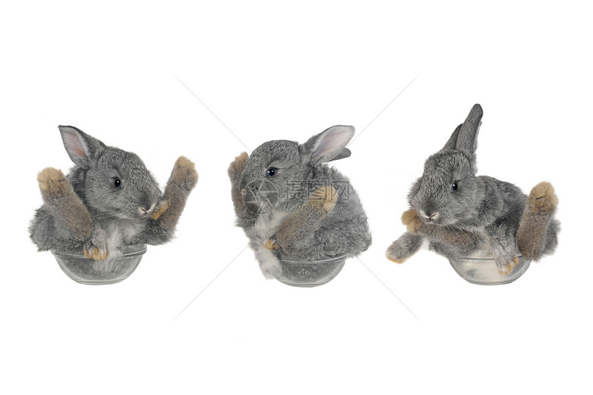 灰兔农业动物爪子兔子蓝色童年宠物头发哺乳动物毛皮图片
