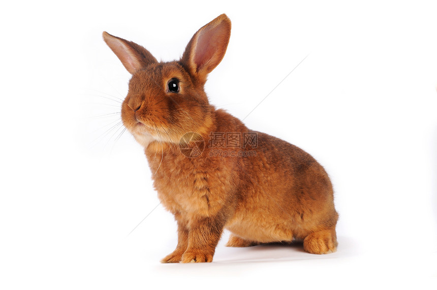 棕兔动物毛皮兔子工作室白色闲事耳朵宠物棕色图片