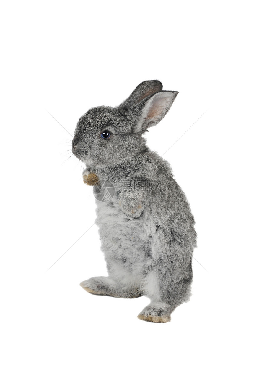 灰兔毛皮灰色白色哺乳动物爪子兔子动物水平宠物童年图片