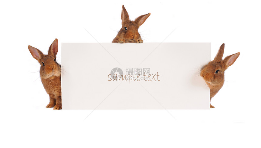 兔子兔公告毛皮乐趣野兔动物胡须白色菜单宠物耳朵图片