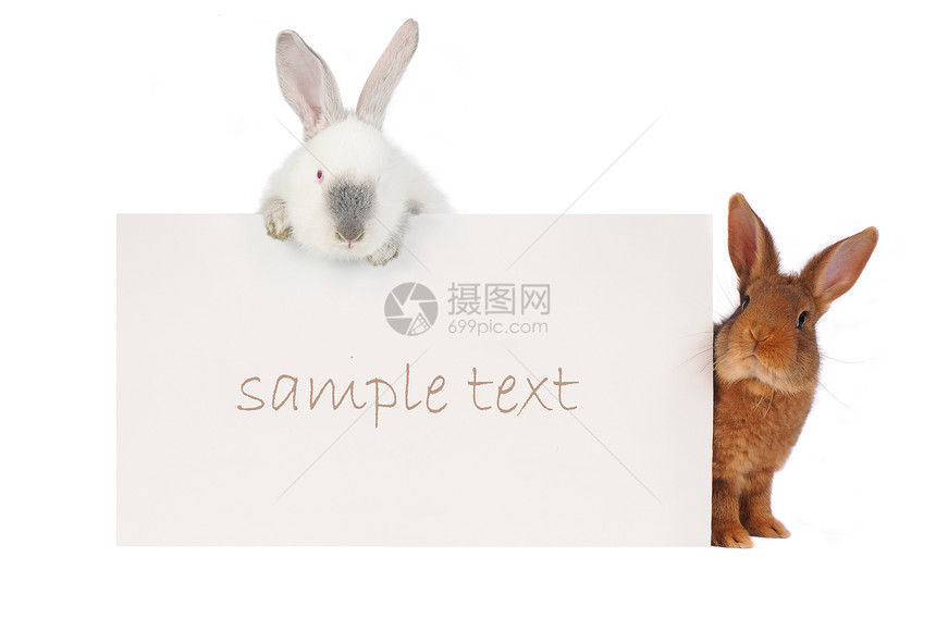 兔子兔白色动物棕色胡须耳朵样本菜单公告宠物乐趣图片