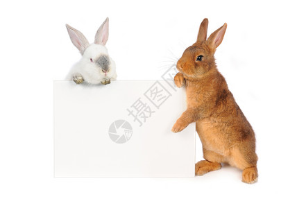 菜单兔子兔子兔动物野兔毛皮宠物耳朵乐趣棕色胡须菜单白色背景