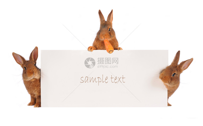 兔子兔动物棕色样本野兔宠物白色毛皮乐趣胡须公告图片