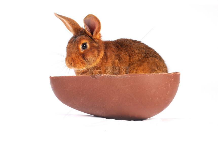 棕兔动物兔子闲事耳朵工作室宠物毛皮棕色白色图片
