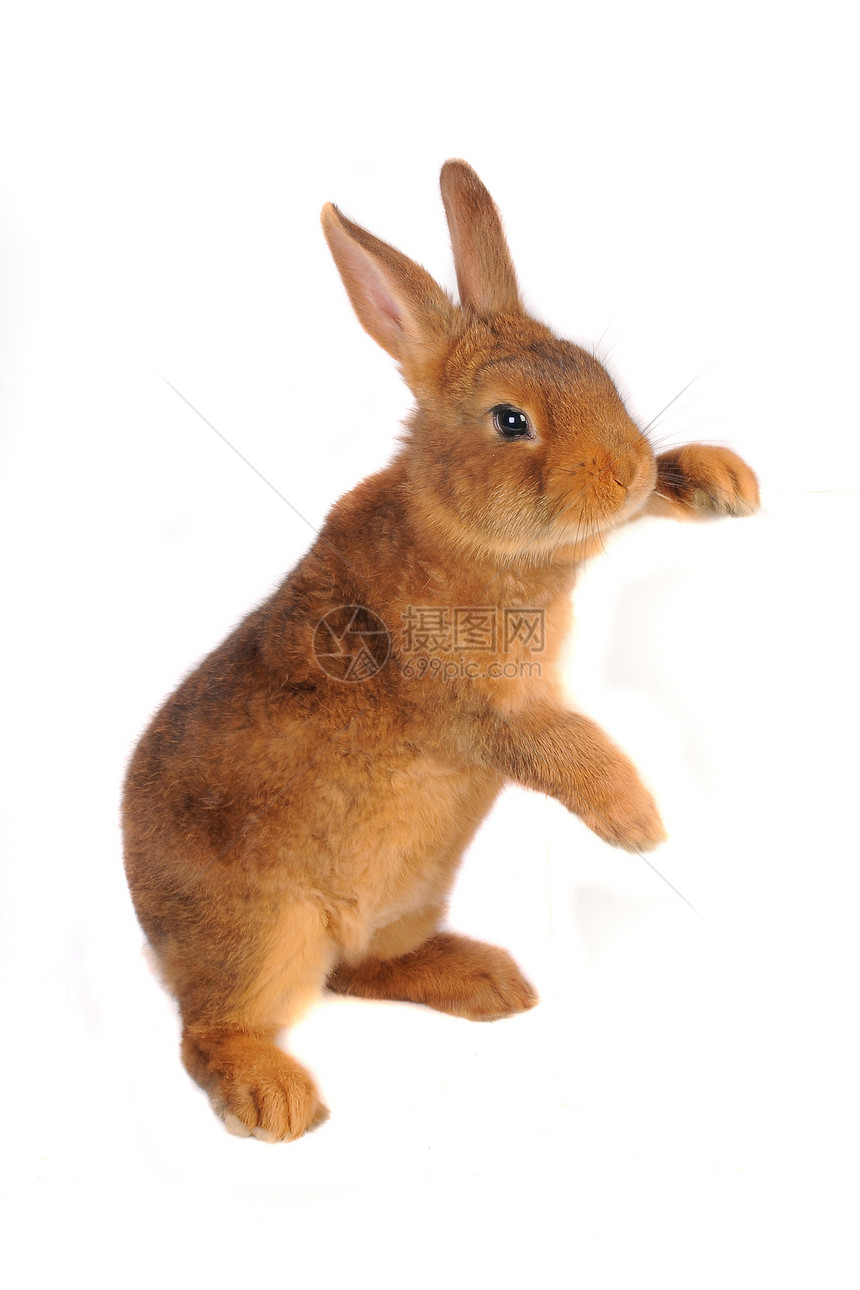 兔子兔爪子脊椎动物灰色农业童年毛皮头发警觉柔软度动物图片