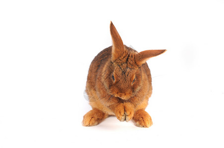 棕兔白色棕色闲事毛皮动物耳朵工作室宠物兔子背景图片