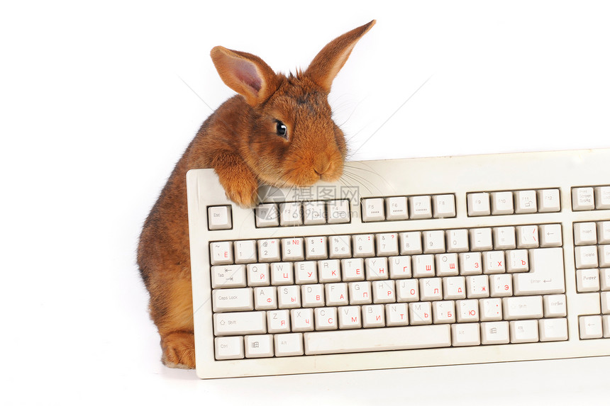 兔子兔毛皮哺乳动物灰色头发棕色柔软度动物童年脊椎动物键盘图片