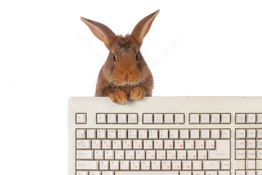 兔子兔哺乳动物动物警觉白色灰色宠物农业键盘童年柔软度图片