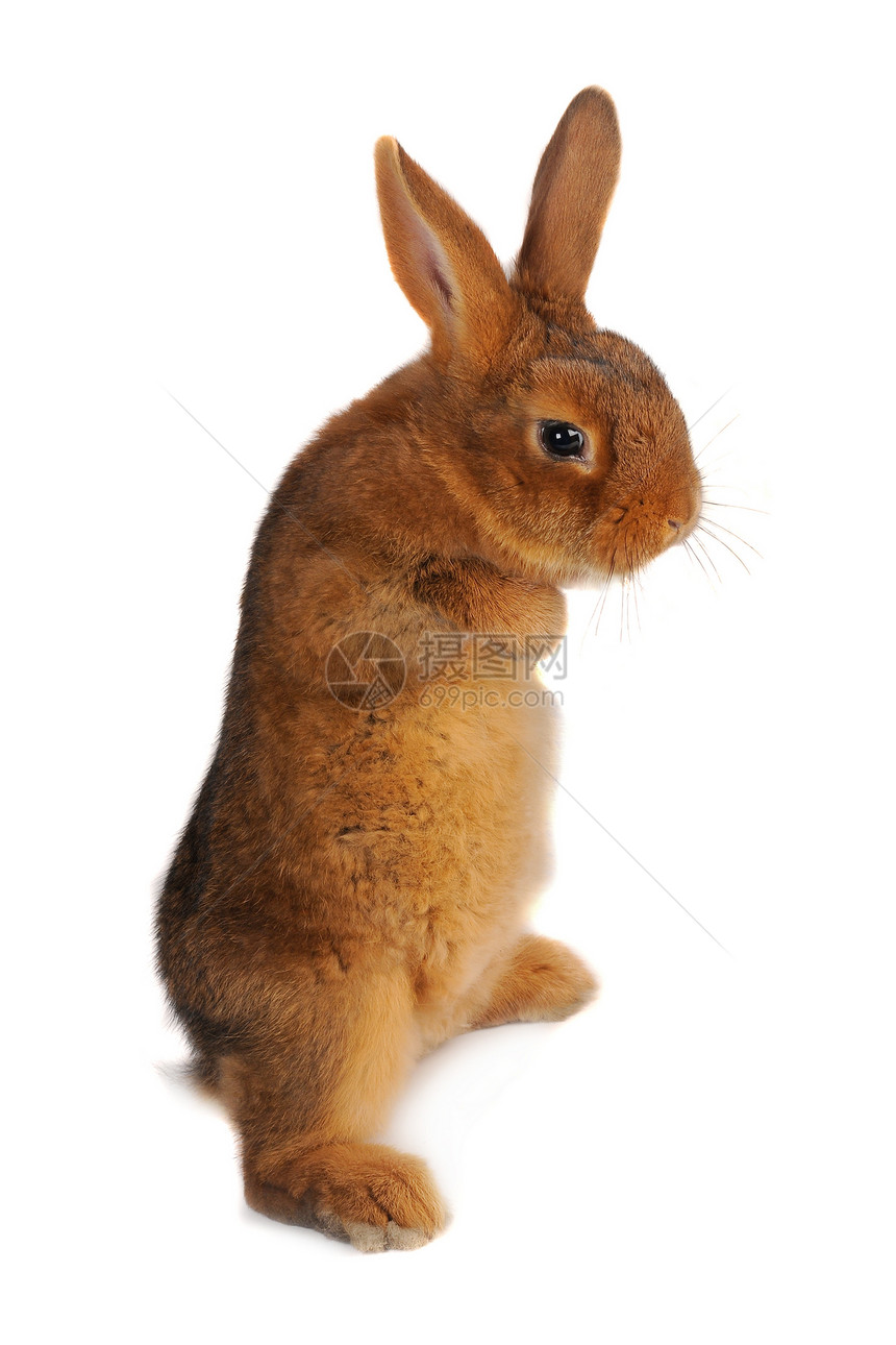 兔子兔童年脊椎动物白色农业宠物动物柔软度毛皮爪子水平图片