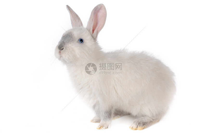 兔子兔灰色农业警觉爪子头发宠物柔软度脊椎动物白色哺乳动物图片