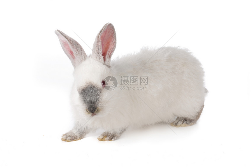 灰兔爪子动物农业白色柔软度童年哺乳动物头发脊椎动物宠物图片