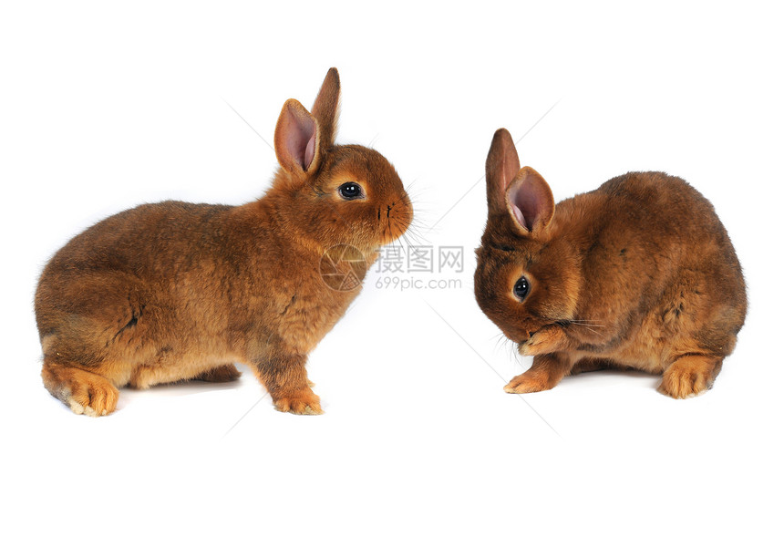 棕兔动物耳朵闲事棕色白色工作室宠物毛皮兔子图片