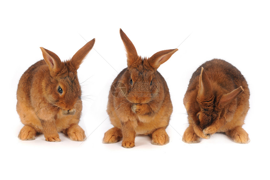 棕兔白色毛皮兔子工作室动物棕色耳朵闲事宠物图片