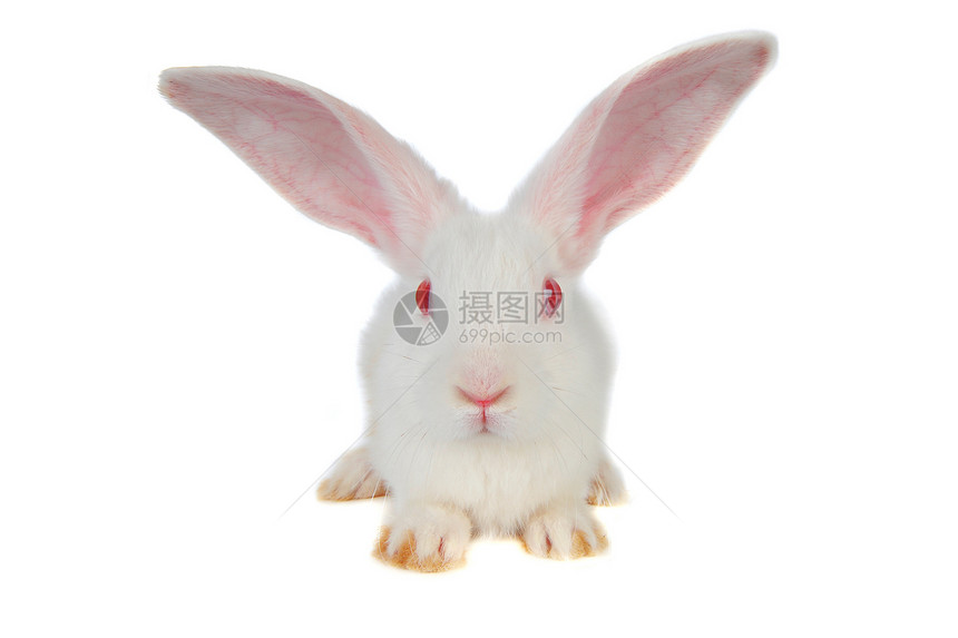 兔子兔农业脊椎动物童年哺乳动物水平动物头发白色警觉宠物图片