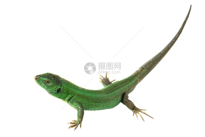 绿蜥蜴皮肤白色冒充爬虫野生动物宠物脊柱绿色宏观脊椎动物图片