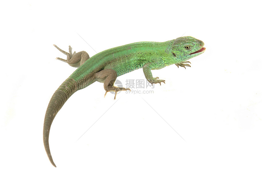 绿蜥蜴皮肤宠物白色绿色冒充宏观脊柱脊椎动物爬虫野生动物图片