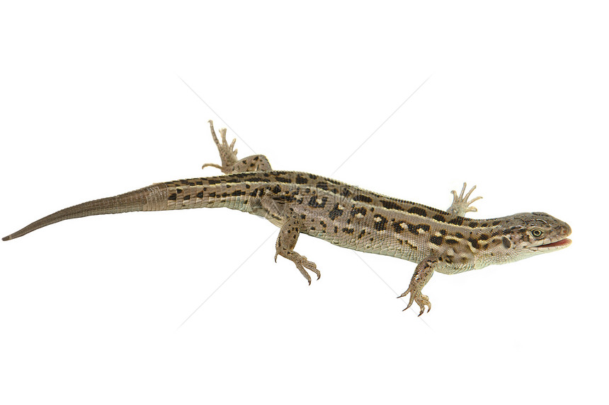 棕蜥蜴宠物冒充白色宏观野生动物爬虫绿色脊椎动物脊柱皮肤图片