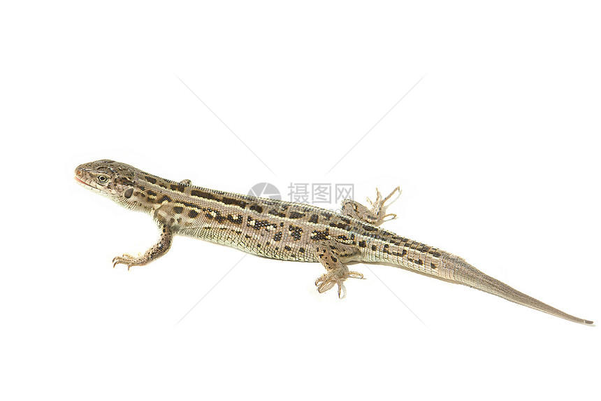 棕蜥蜴宠物宏观冒充脊椎动物皮肤脊柱白色爬虫绿色野生动物图片