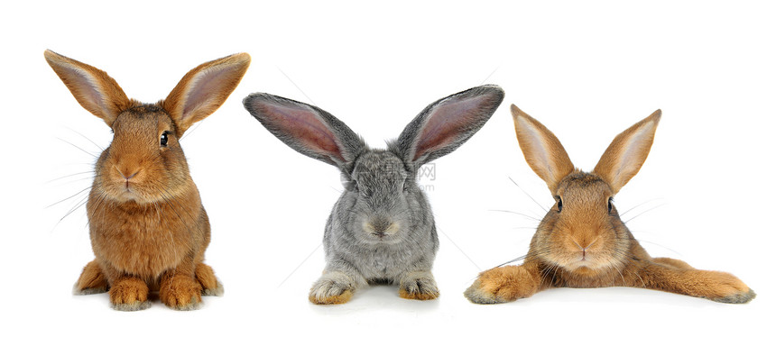 棕兔工作室棕色兔子毛皮闲事宠物动物白色耳朵图片