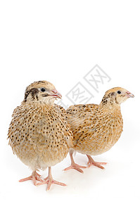 鹌鹑码头家禽篮子斑点棕色动物乡村鸟类熟食农场雏鸟背景
