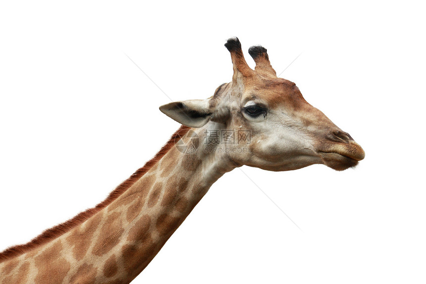 长颈鹿头部拍摄的孤立背景脖子哺乳动物头发白色棕色鸵鸟图片