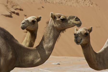 沙漠中的骆驼棕色动物旅行运输单峰沙丘哺乳动物背景图片