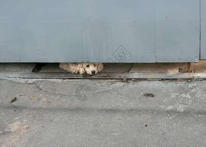 狗从铁门下面偷看出来背景图片