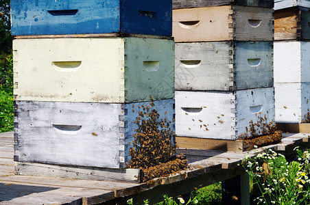蜂窝昆虫蜂房天线黄色食物动物蜂巢背景图片