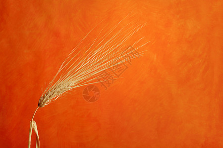 巴巴多斯食物农作物粮食种子农业植物种子头橙子背景图片